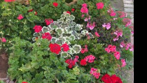 🏡 Разве Пеларгония бабушкин цветок?
Обзор Пеларгонии на 30 июня 2025 года.