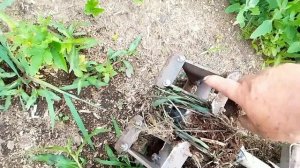 тестирование мотоокучника, на клоновых подвоях.