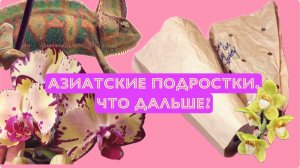 Что я делаю с подростками орхидей во мху из Азии?