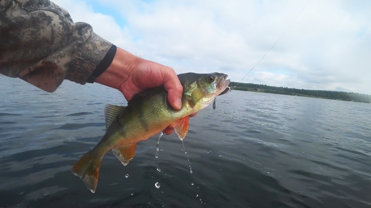 Рыбалка на озере. Ловля окуня. смотреть онлайн