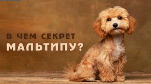 Хотите Мальтипу? Все, что нужно знать о собаках этой породы!