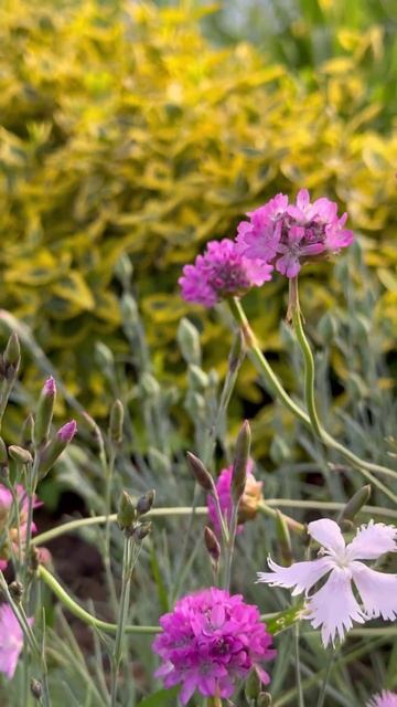 Июнь'25 😍 #shorts смотреть онлайн