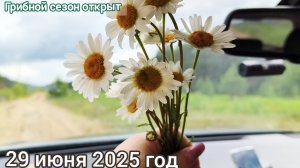 Сегодня открыли грибной сезон