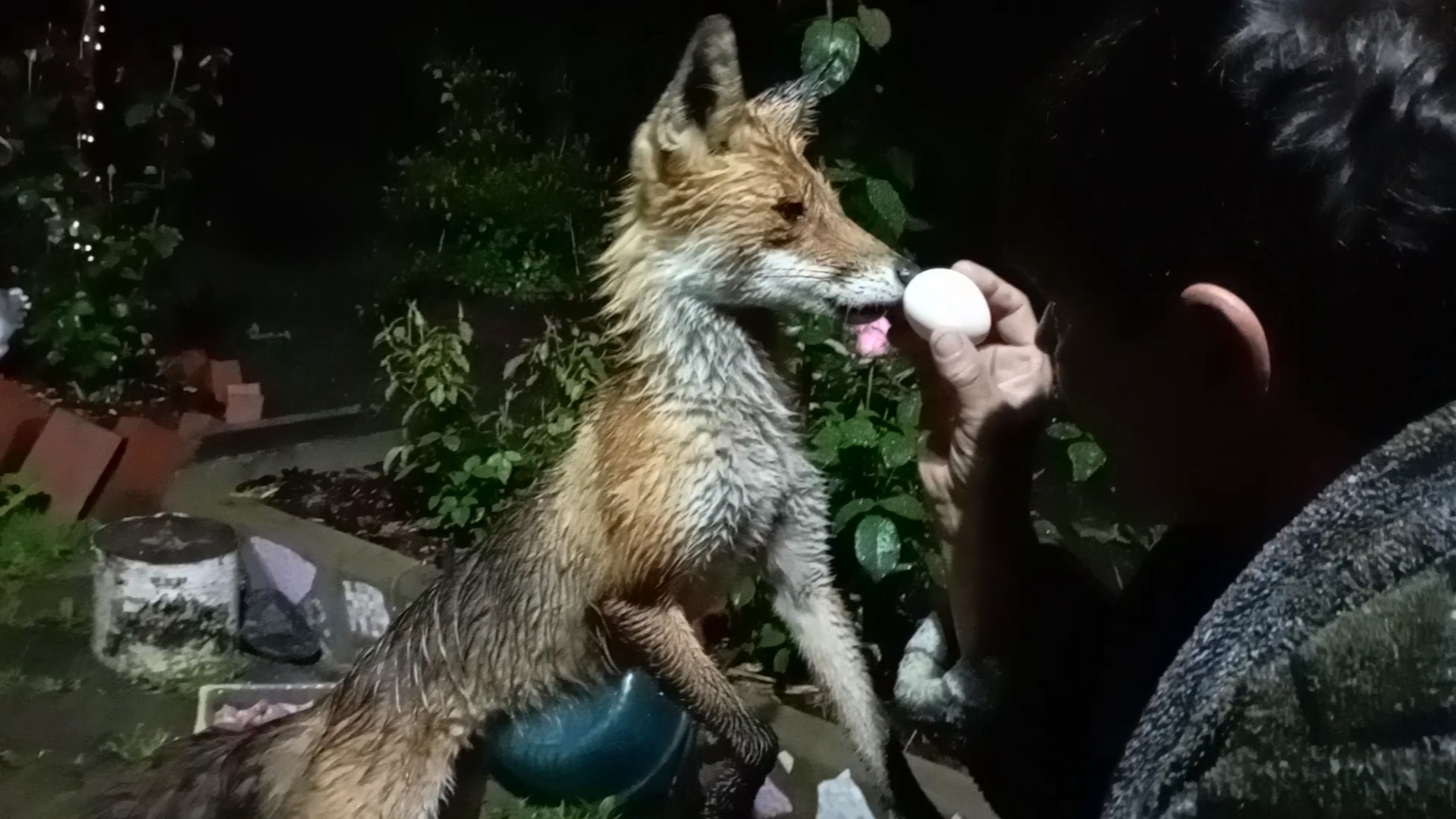 (1053) Лиса приходит в гости. Июнь 2025 смотреть онлайн