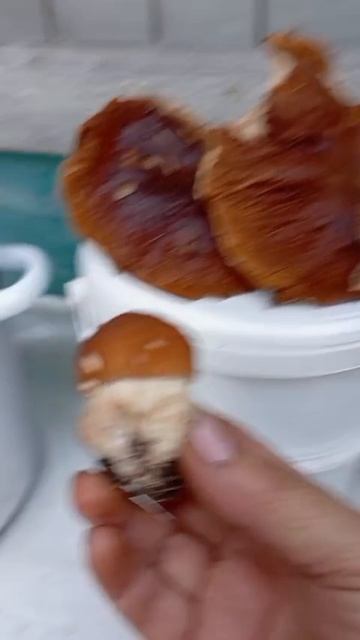 Открытие сезона Грибов смотреть онлайн