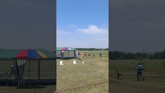 ЮНИОРЫ СУКИ / КЧК ИРКУТСК 21 июня`25 А.Буйнова Моно немецких овчарок