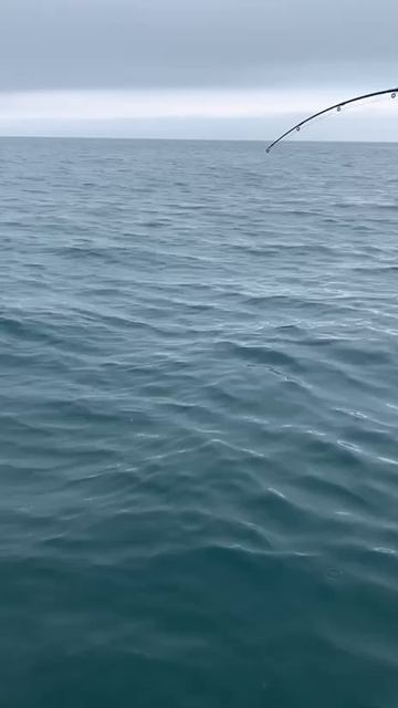 Ловим мерланга. смотреть онлайн