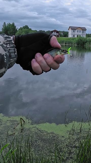 Малыши-окуни на Nautilus Fukuru и мормышку 0.5 г