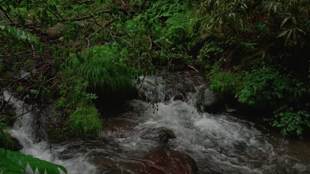 4K・ Прогулка под дождем по горному лесу ｜ Кофу, Япония [не Rambalac]