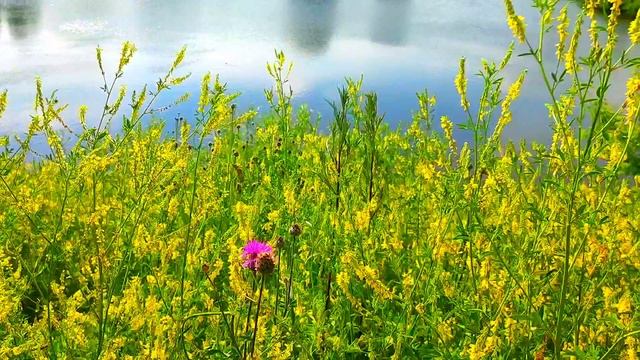 Сегодня последний день июня! Хорошего Вам дня и тёплого лета!Лесной городок Ленинск-Кузнецкий