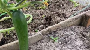 Огурцы сорт Маринин и Кон Амор радуют. Собираю урожай. 28 июня