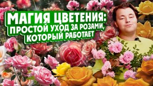МАГИЯ ЦВЕТЕНИЯ: простой уход за розами, который работает