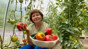 Живем на юге | Помидоров уже целая теплица | Муж готовит Хашламу