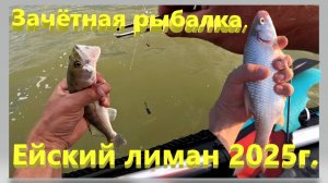 Классная рыбалка на Ейском лимане 2025. Зачётная тарань и ловля судака. Лодка  и мотор GLADIATOR.