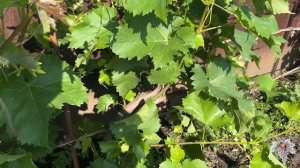 Что делать с жирующими побегами на ВИНОГРАДЕ? 🍇