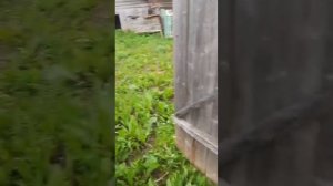 Видеообзор дома