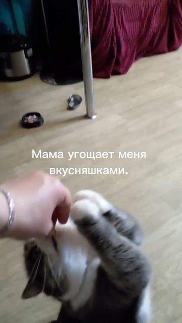 Двойная жизнь кошки Аськи!! #огороднаподоконнике