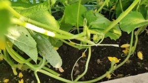 ЗАЕХАЛИ УДАЧНО А ТАМ СКИДКИ /ОПЯТЬ НАРОСЛИ🥒 КАБАЧКИ👏 ПЕКУ ПИРОГИ.