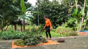 Harvesting Lots Of Figs And Lychees Goes To Sell At The Market