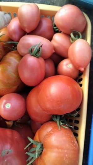 1 июля.Урожай дня