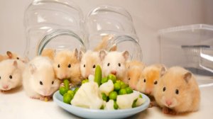 Самые милые детёныши хомяков🔥