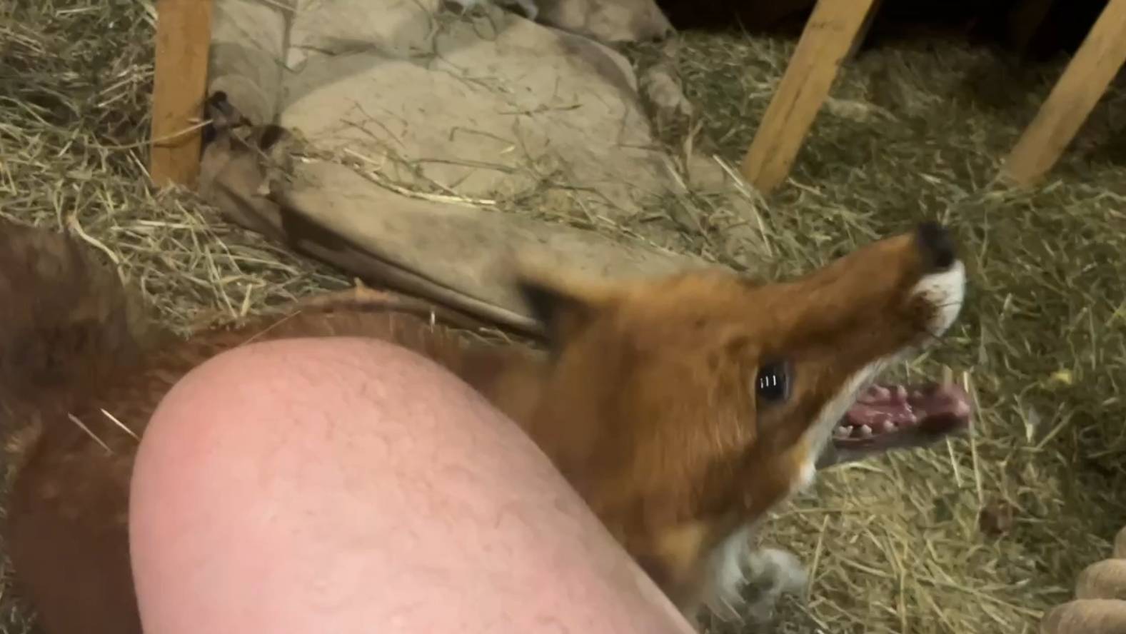 Лиса-Алиса. Лис Игнис увлекся игрой и покусал смотреть онлайн