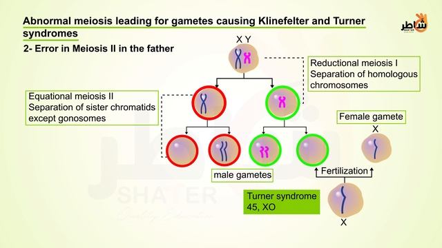 Chromosomal abnormalities смотреть онлайн
