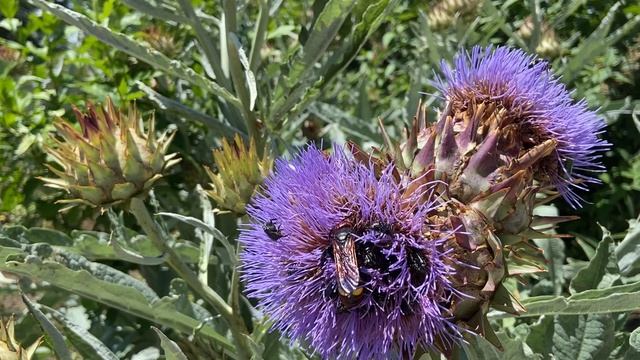 Поедатель артишоков