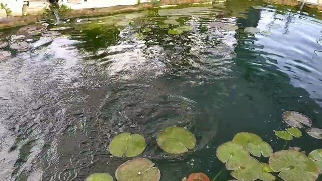 Пруд с форелью на загородном участке! смотреть онлайн