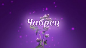 Чабрец — целебная сила природы!