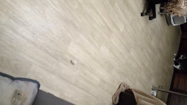 КОШКА ОТРАБАТЫВАЕТ ЕДУ!