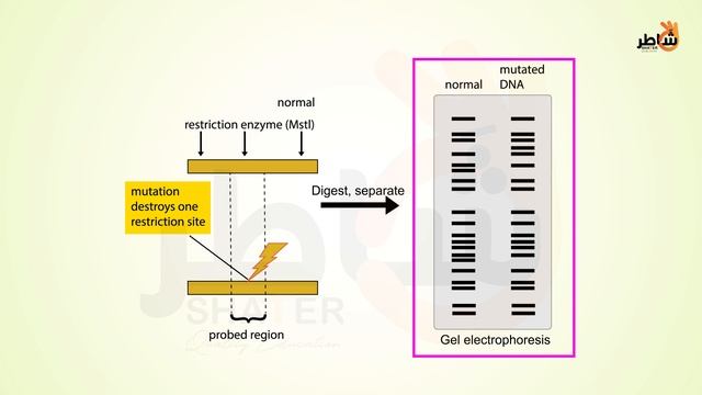 Detection of genetic polymorphism + genetic identity of individuals смотреть онлайн