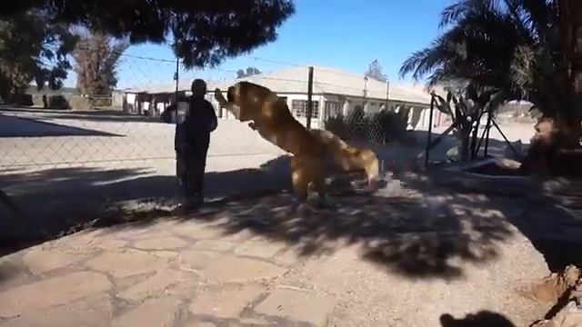 Самые Запрещённые Породы Собак В Мире смотреть онлайн