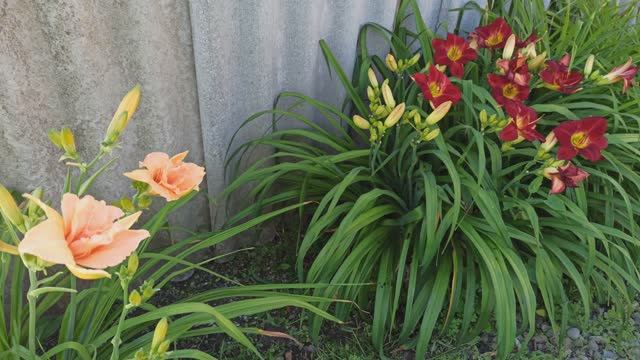 Цветут лилейники! смотреть онлайн