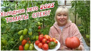 ТОМАТЫ СПЕЮТ Не смотря на ЛЕТНИЙ ХОЛОД,ломятся от урожая.ЛУЧШИЕ РАННЕСПЕЛЫЕ сорта и Провал года