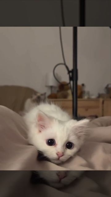 Моя Пушинка☺️❤️ смотреть онлайн