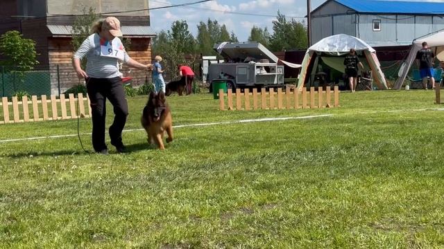 6 Оч/хор ХЛОЯ со Снежных Гор №97. КЧК БРОННИЦЫ 24 мая`25 Моно немецких овчарок