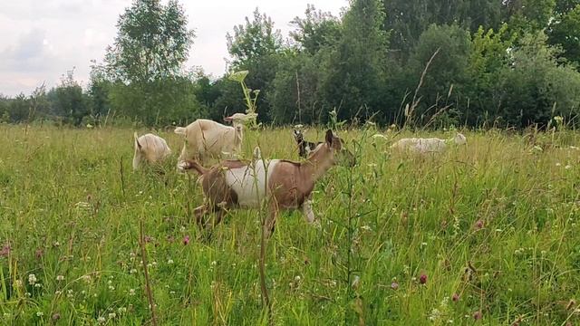 Милые и забавные козочки. Козлиная семейка. Козы и козлята. Козочки. Июнь 2025 смотреть онлайн
