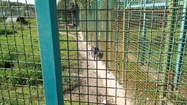 В МИРЕ ЖИВОТНЫХ! Зоопарк ярославля! Ободранные волчики!))