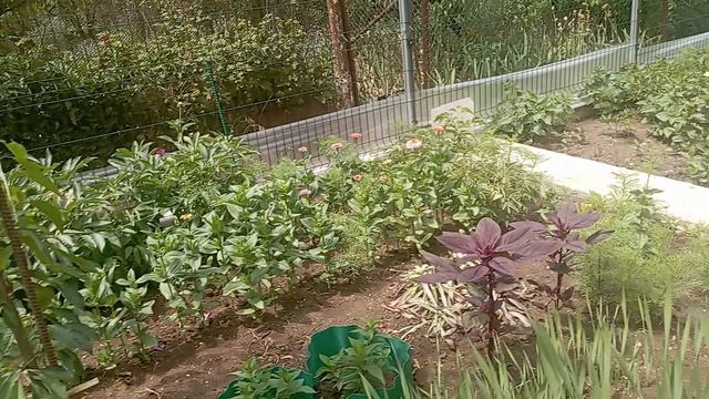 цветы на нашей даче 30 июня... /цветы/лето/ смотреть онлайн