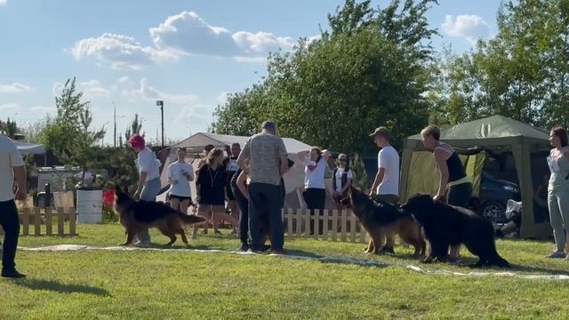 РАБОЧИЙ КОБЕЛИ ДШ / КЧК БРОННИЦЫ 24 мая`25 F.Bogoeski, О.Васильев Моно немецких овчарок