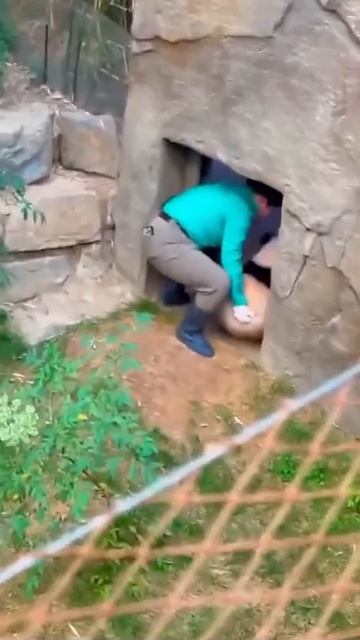 В Китае есть несколько крупных центров по разведению гигантских панд, которые были созданы для сохра смотреть онлайн