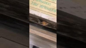 Как избавится от черноты (плесени) на древесине.