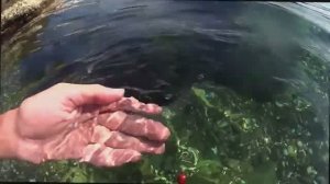 Спасение "божьей коровки"