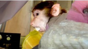 МЫ УХАХАТАЛИСЬ! Анфиса стырила сахар, а Финя ЦЕЛУЕТ Дениса