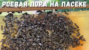 Пчеловодство: предотвращение Нежелательного Роения Пчёл!