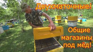ДВУХМАТОЧНЫЕ семьи! ОБЩИЕ магазины ПОД МЁД! КАРНИККА на МЕДОСБОРЕ!