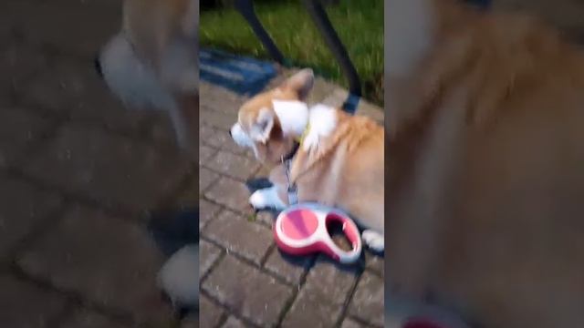 трансляция кисы и мячика