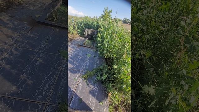 могила заросла смотреть онлайн