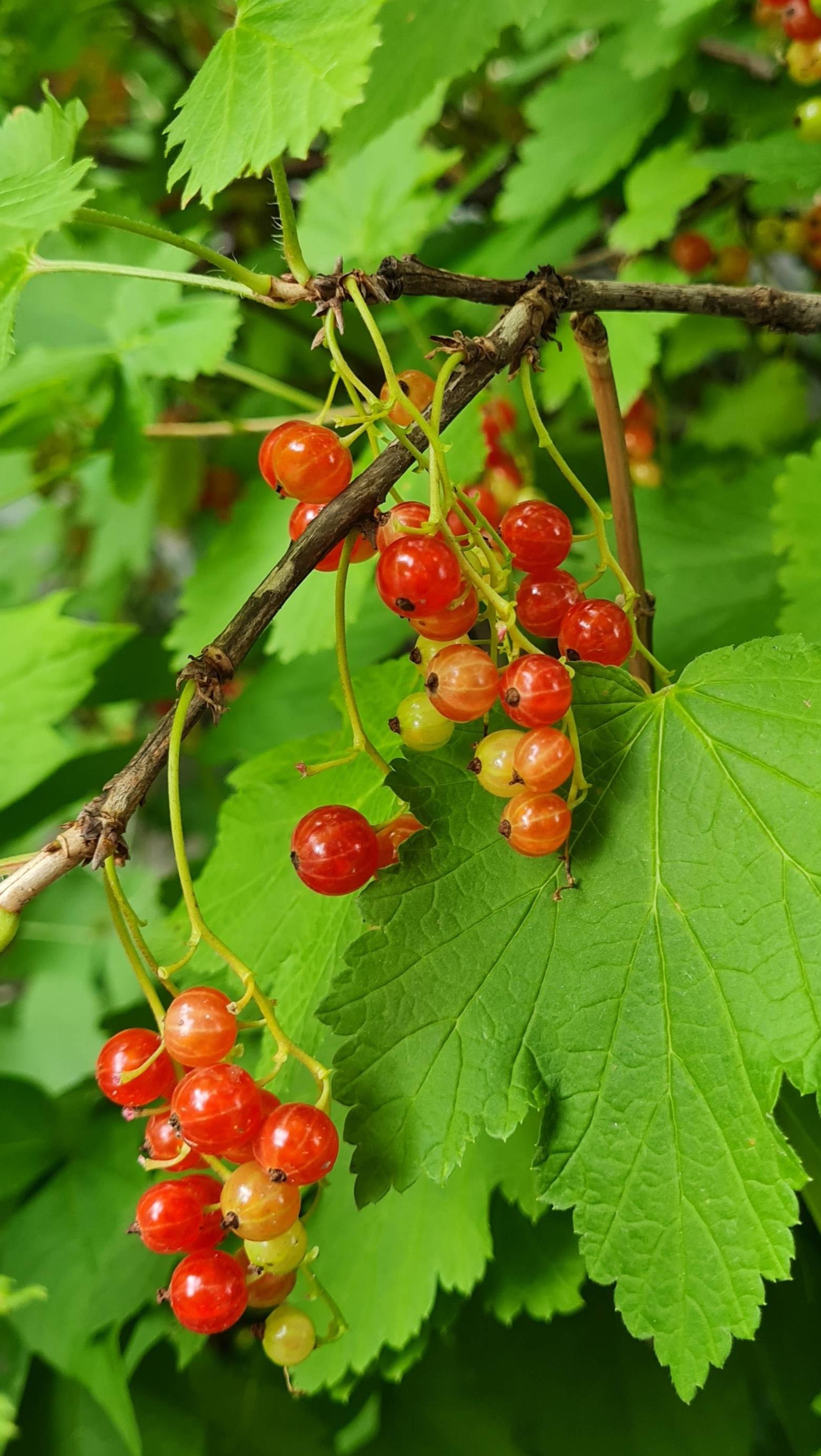 Красная смородина 06-2025